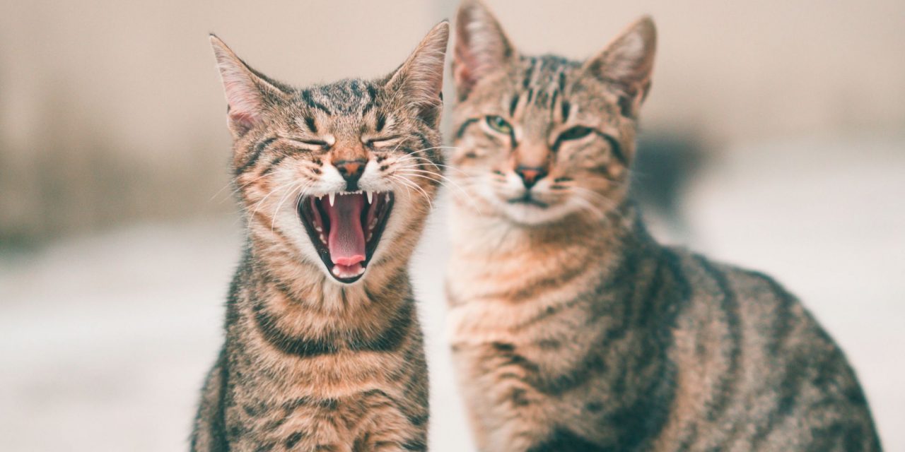Cat conversation – How cats talk to each other (and you!)