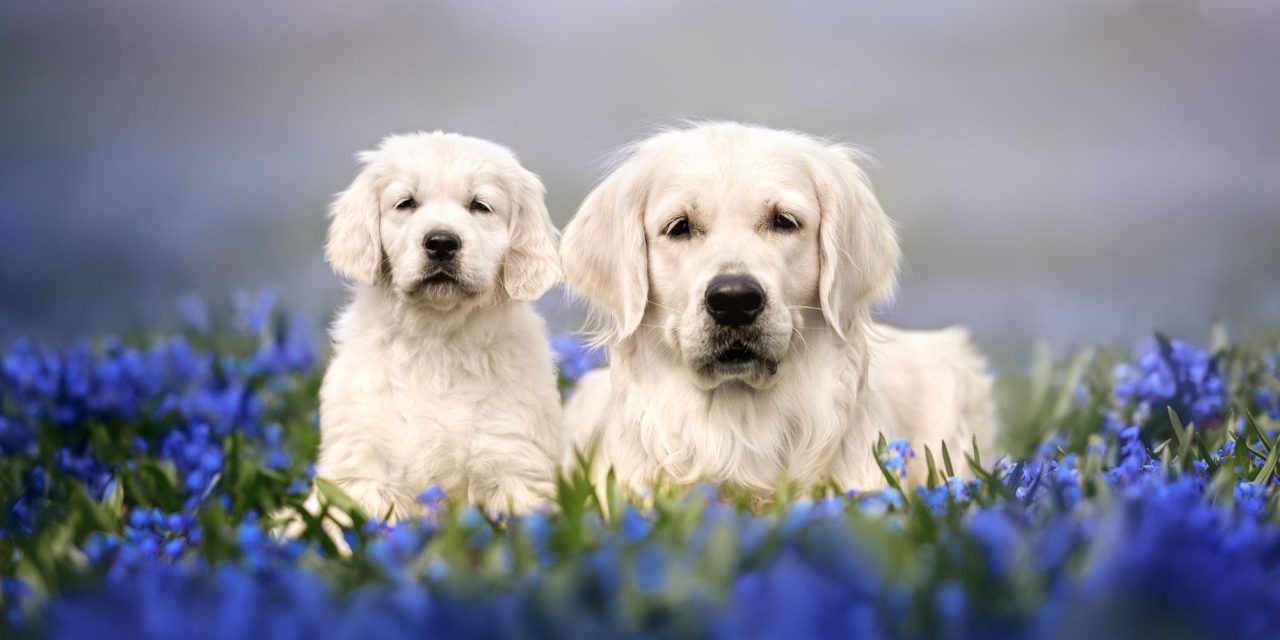 How springtime allergies affect our dogs