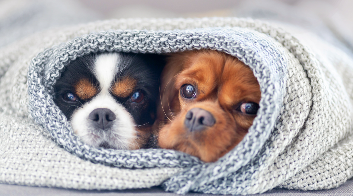 dog, dogs, dogs and blanket, blanket and dogs, dogs under blanker