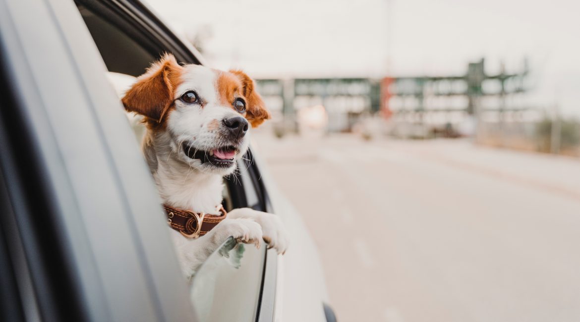 how to road trip with a dog