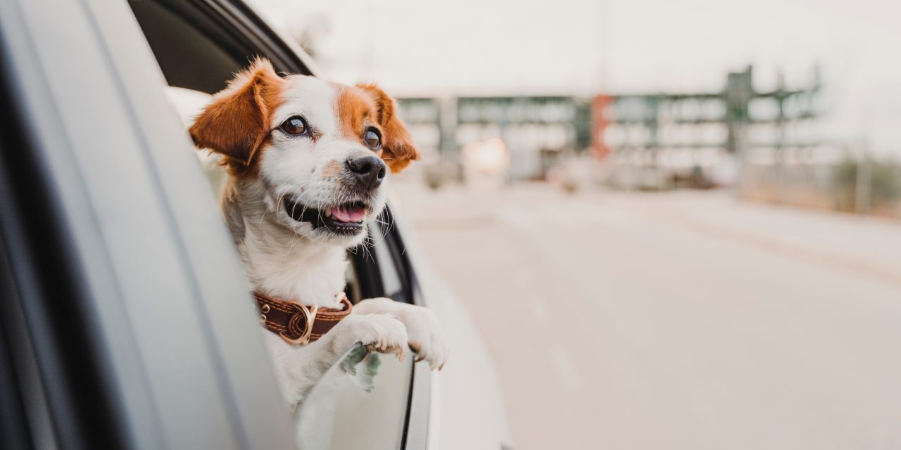 How to Road Trip With a Dog | The Ultimate Guide