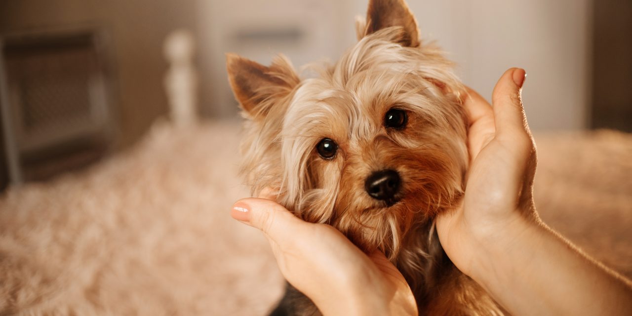 Common Yorkie Health Problems | How To Prepare