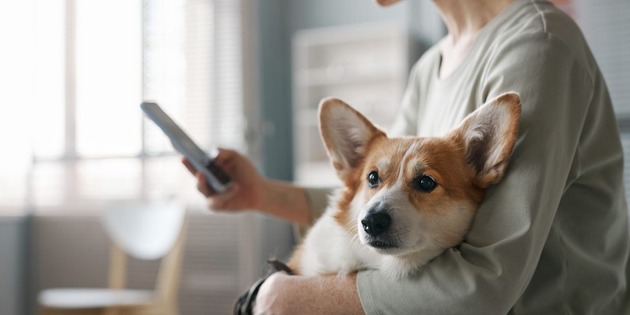 Pet Insurance Excess Buster: Say Goodbye to Your Excess With Oneplan