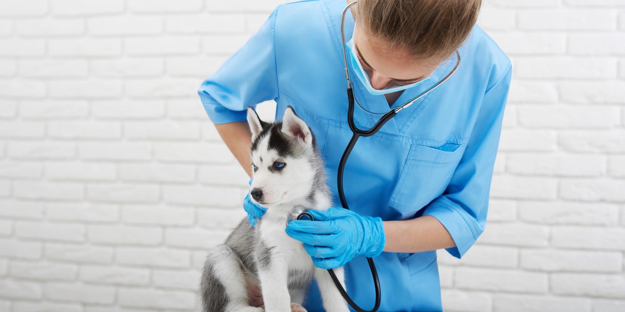 Your Puppy’s First Vet Visit: Questions to Ask