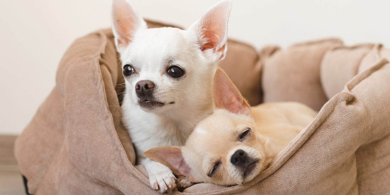 Chihuahuas: An essential guide to the tiny wonder dog