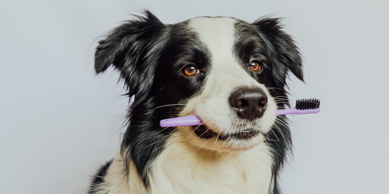 5 Things Pet Insurance Can Teach You About Pet Dental Care