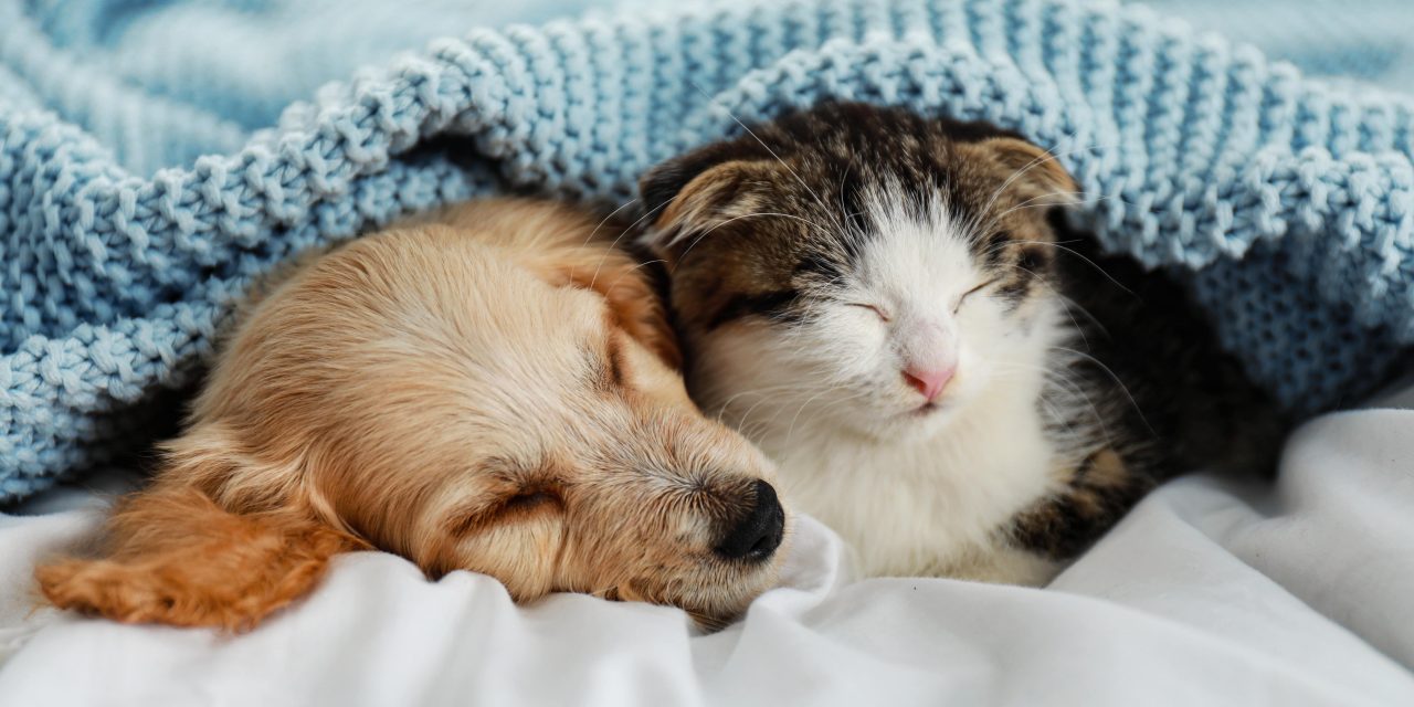 5 Tips for Keeping Pets Warm in Winter