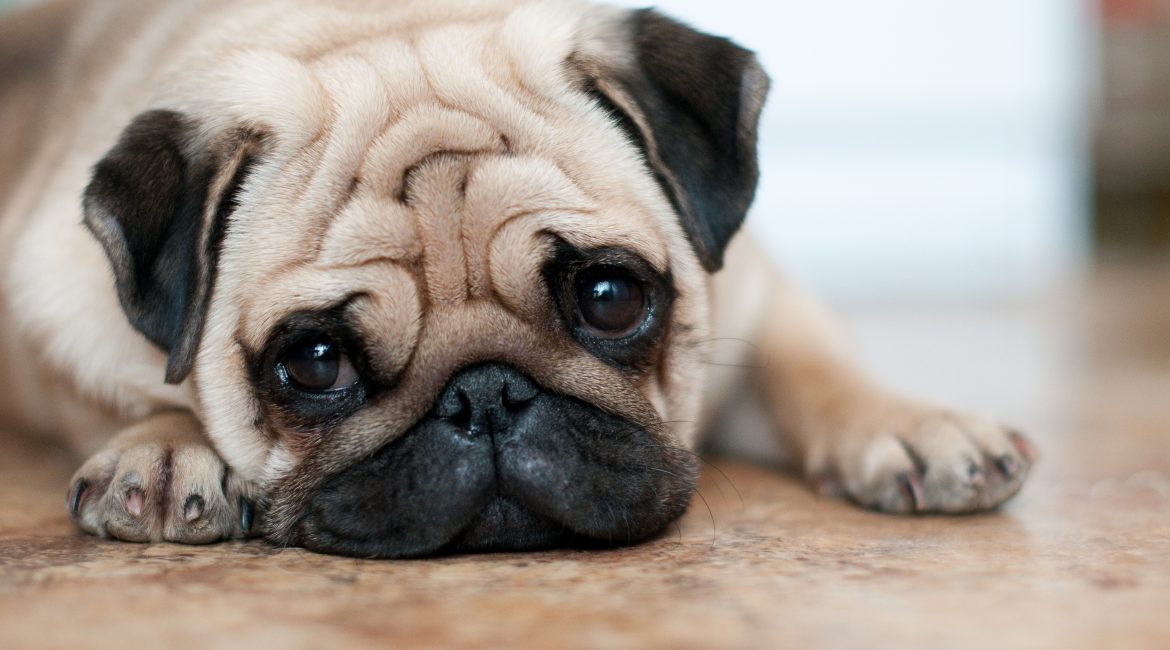 symptoms of worms in dogs