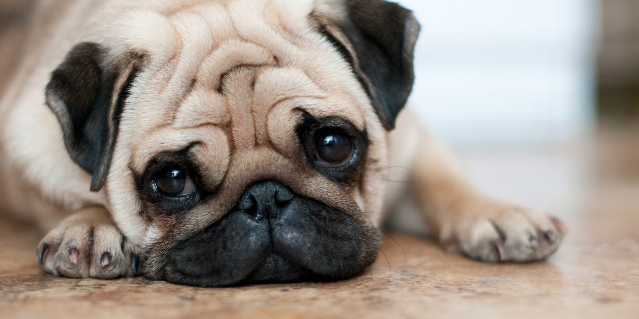 10 Symptoms of Worms in Dogs
