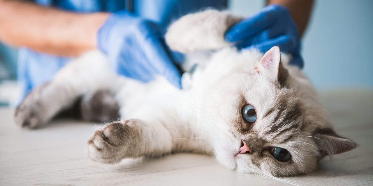 4 Feline illnesses every cat owner should know about