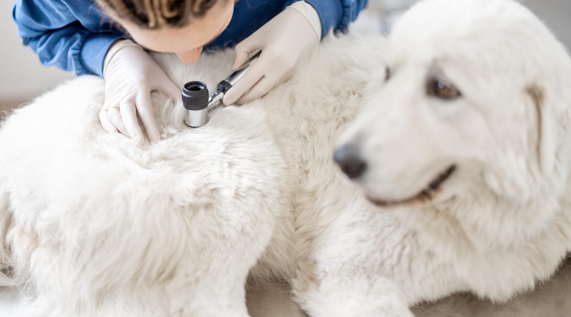 skin cancer in dogs