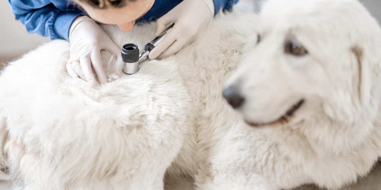 Skin Cancer in Dogs: What Every Paw Parent Needs to Know