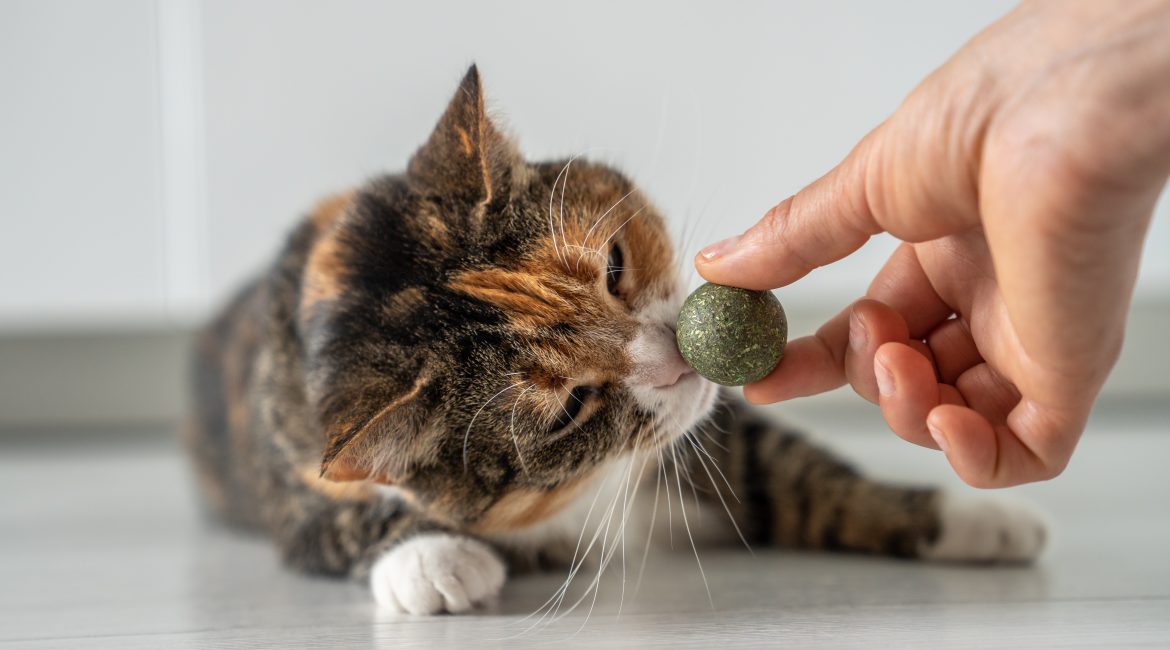 what makes cats go crazy over catnip