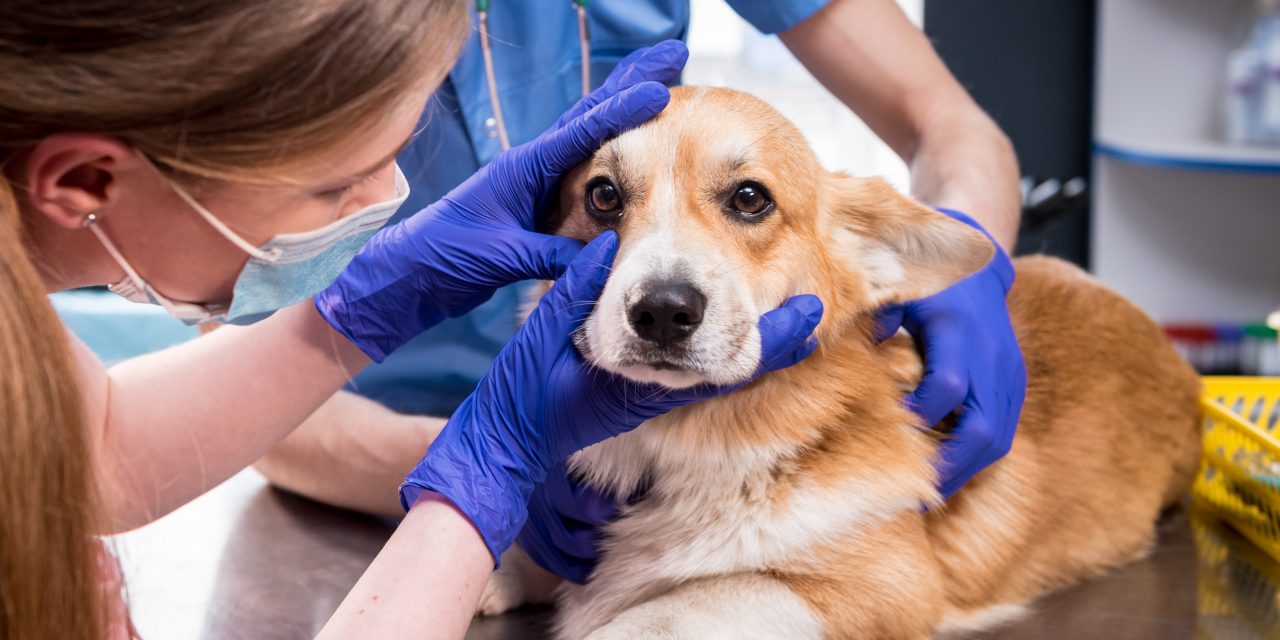 What Every Pet Owner Should Know about Parvo Disease