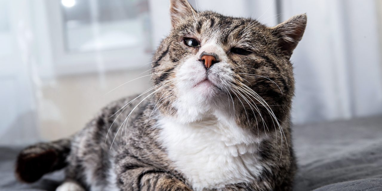 Everything to know about pet insurance for senior cats
