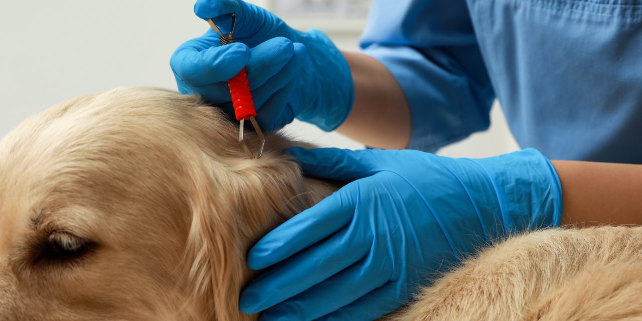 Tick Bite Fever in Dogs: Symptoms & Prevention