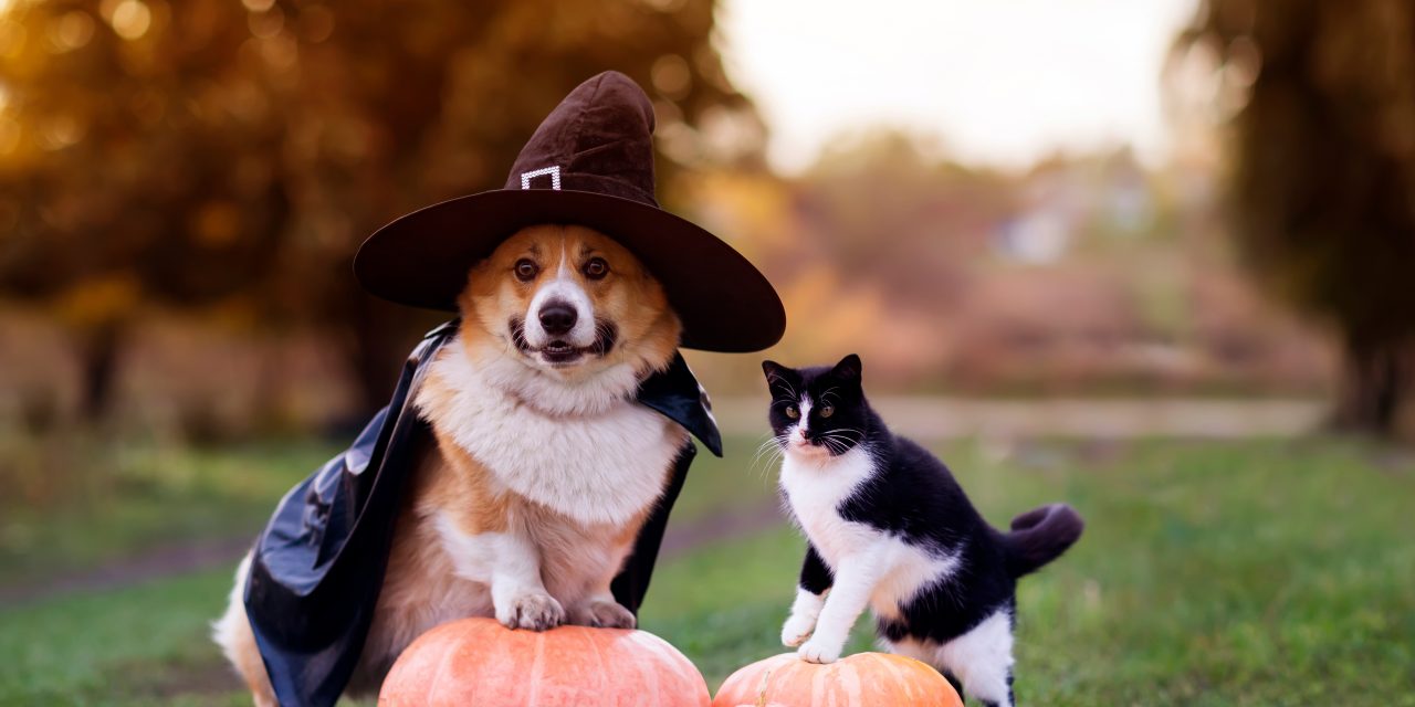 5 Stress-Eliminating Tips for Pet Halloween Safety