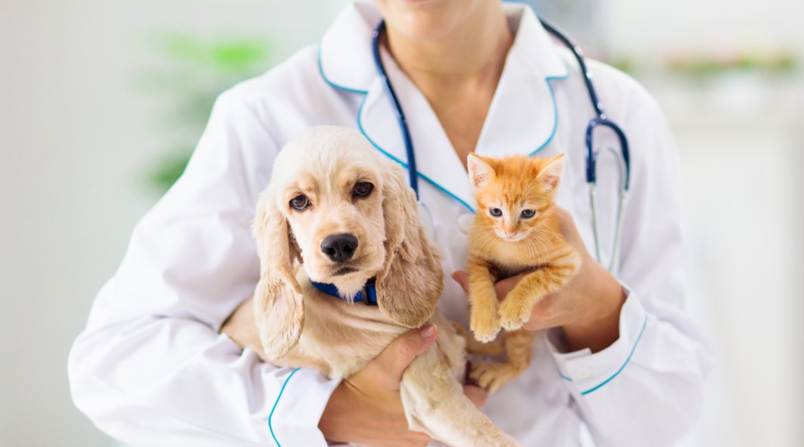 affordable pet insurance