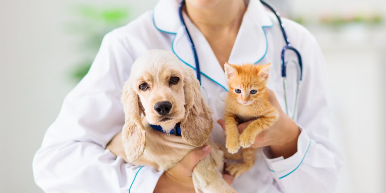 Affordable Pet Insurance: Oneplan’s NEW Primary Plan