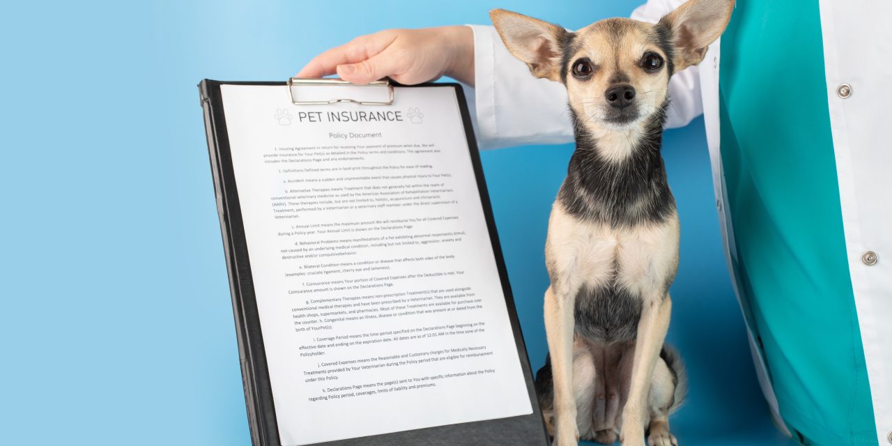 Pet Insurance: why do people love to hate it?