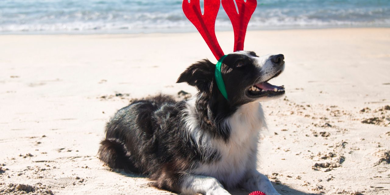 Keeping Your Pets Healthy & Happy on Holiday: Cuddle-Worthy Pet Insurance