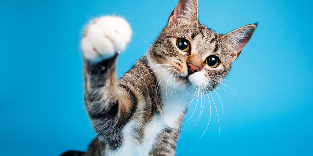 8 Common Yet Strange Cat Behaviours Explained
