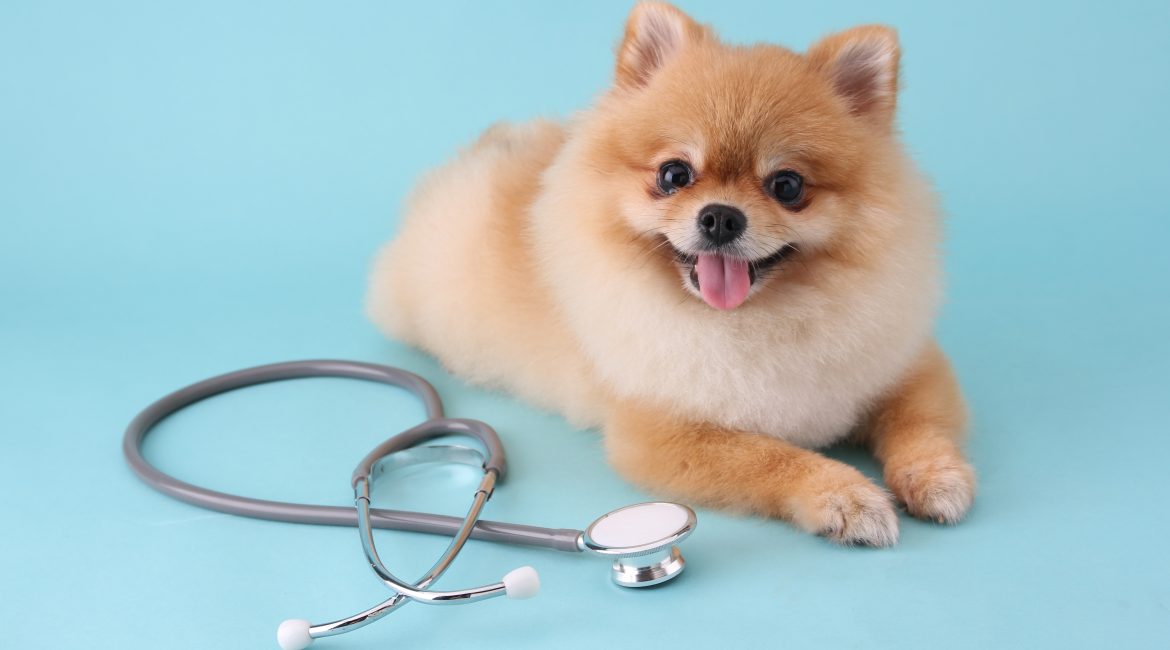 pet insurance that covers pre existing conditions