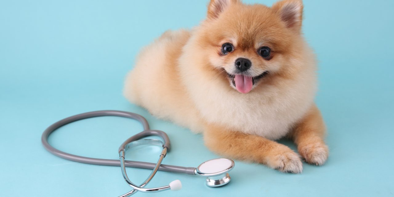 Why Oneplan? Pet Insurance That Covers Pre Existing Conditions, Pays You Before Vet Visits & Much More