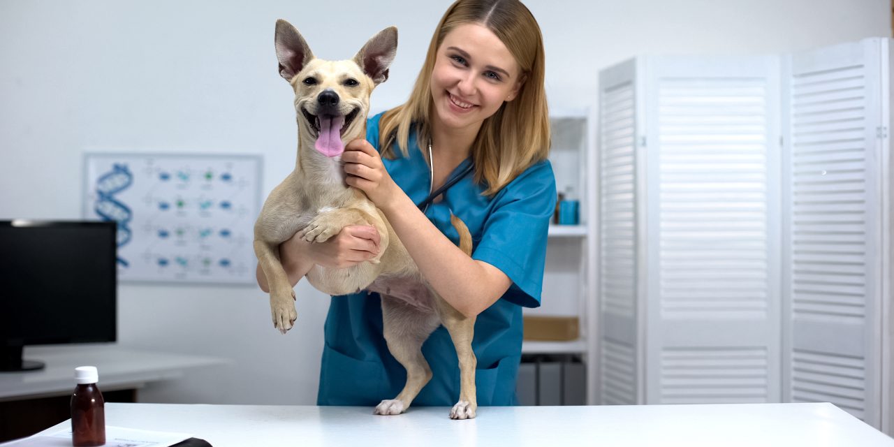 10 Things You May Not Have Known About Oneplan Pet Insurance