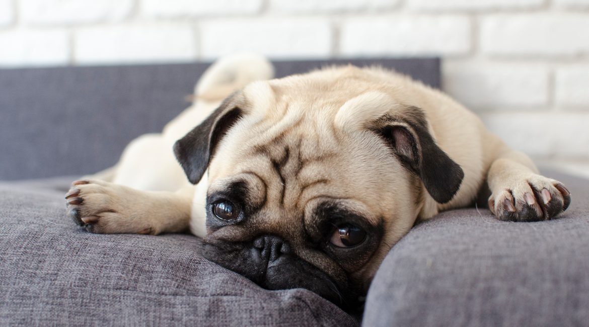 signs of depression in dogs