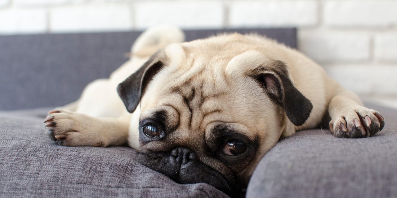 5 Signs of Depression in Dogs & How to Help Your Furry Bestie