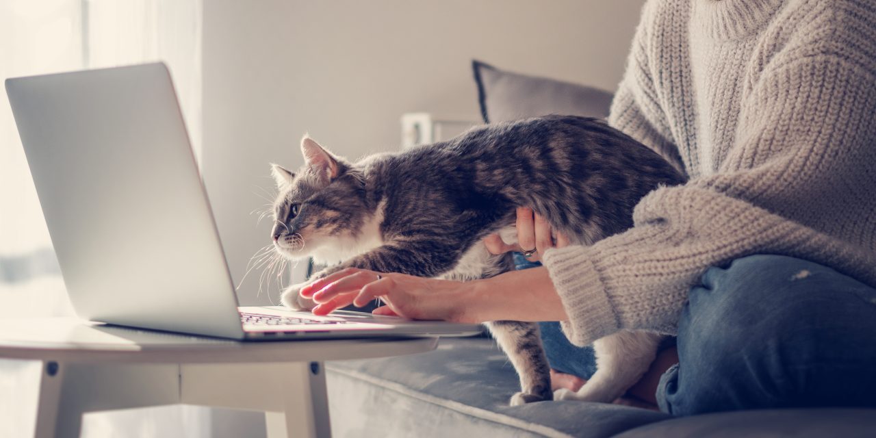 How To Keep Your Furry Members of The Family Entertained While You Work From Home