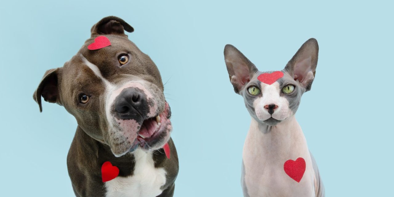 Why pets make the pawfect date on Valentine’s Day – plus 5 ways to spoil them