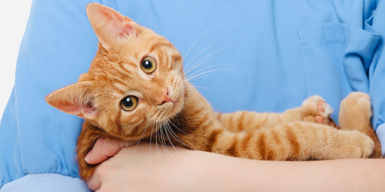 Is pet insurance for cats worth it?