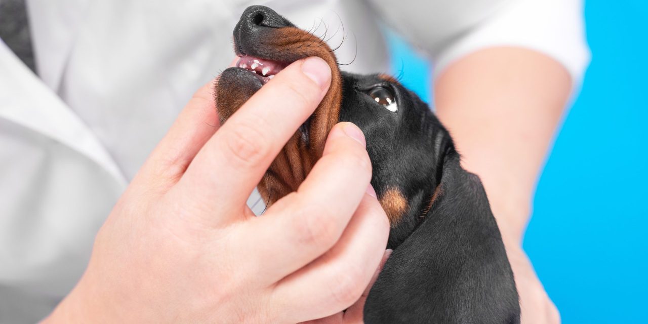 Pale Gums in Dogs: What it means & what to do about it