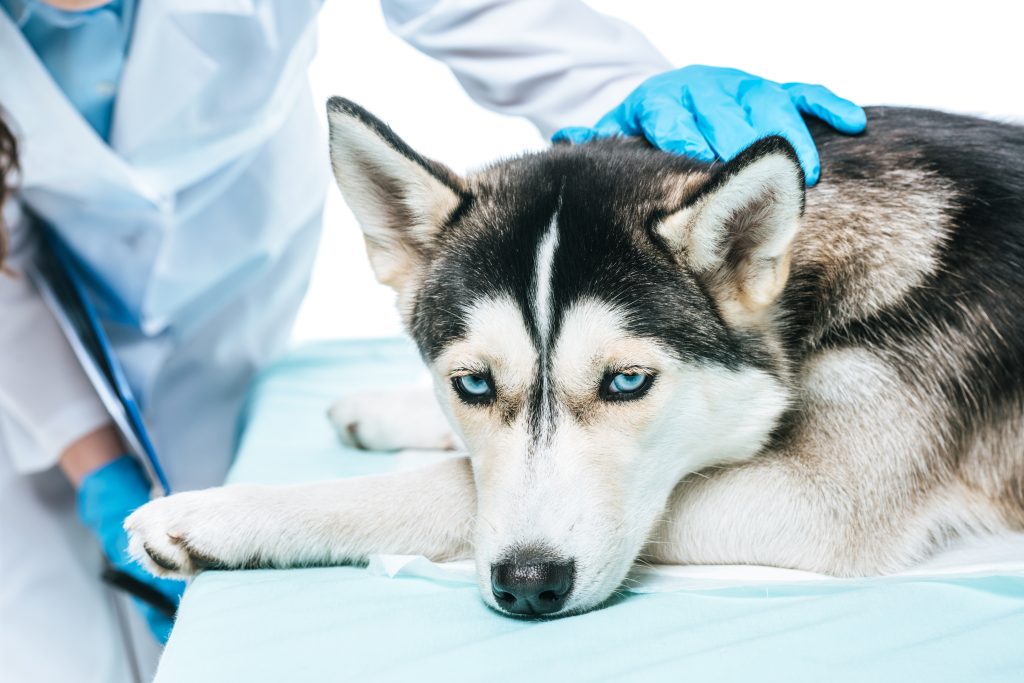When to take your pet to the vet: 5 warning signs