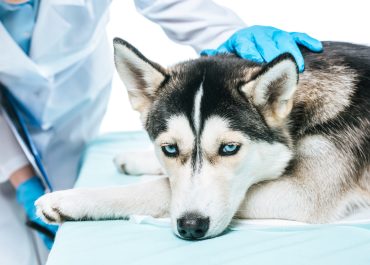 When to take your pet to the vet: 5 warning signs