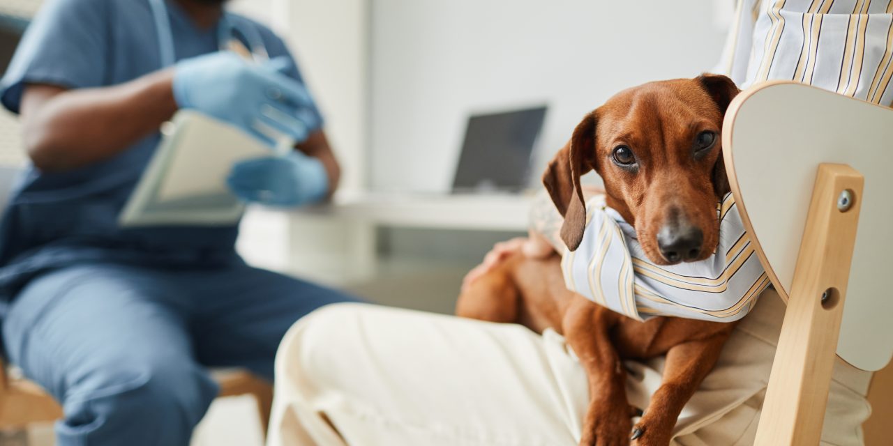 How Much Will Pet Insurance Really Save Me?