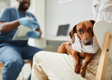 How Much Will Pet Insurance Really Save Me?