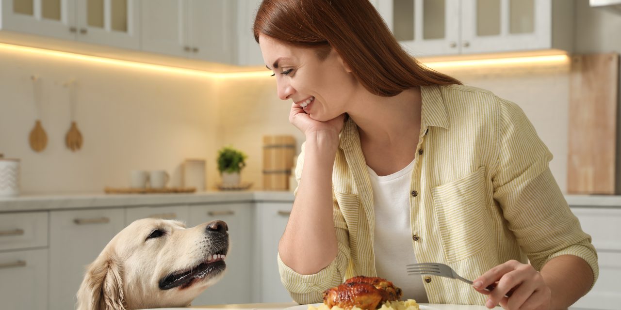 How to Stop Your Dog from Begging: 4 Fool Proof Tips