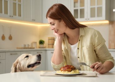 How to Stop Your Dog from Begging: 4 Fool Proof Tips