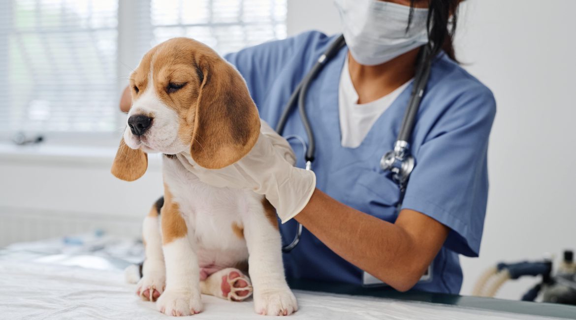 pet vaccination schedule