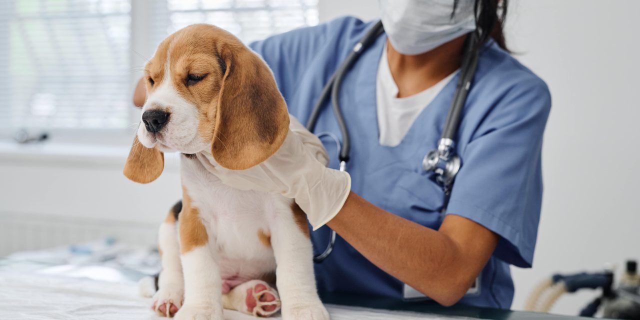 Get your pet vaccination schedule right with Oneplan