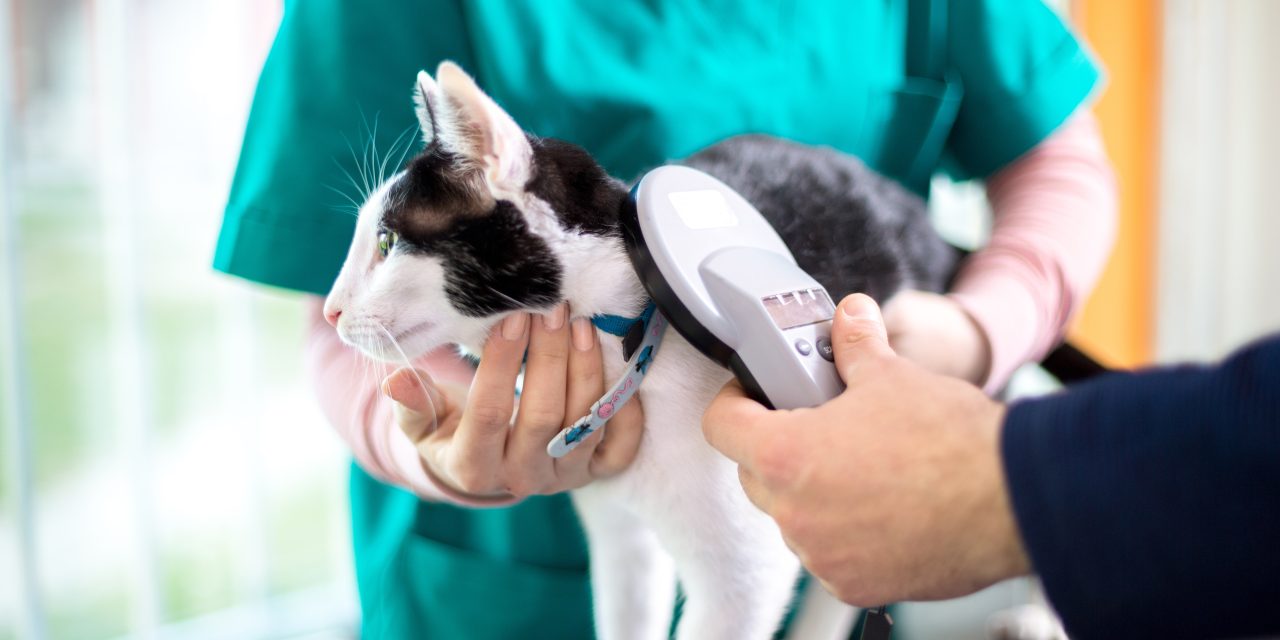 5 Benefits of Microchipping Your Pet