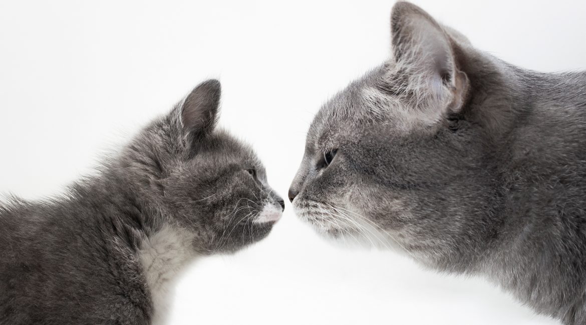 how do cats communicate with other cats