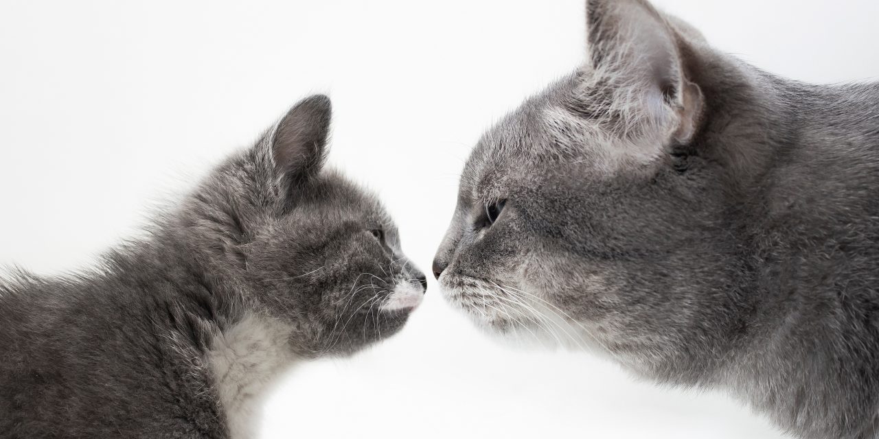 How Do Cats Communicate with Other Cats?