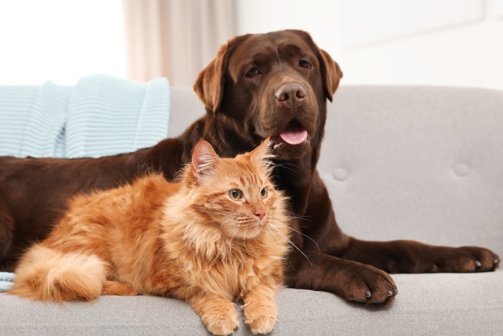 Pet Health Insurance: The Difference Between Accident and Illness Cover