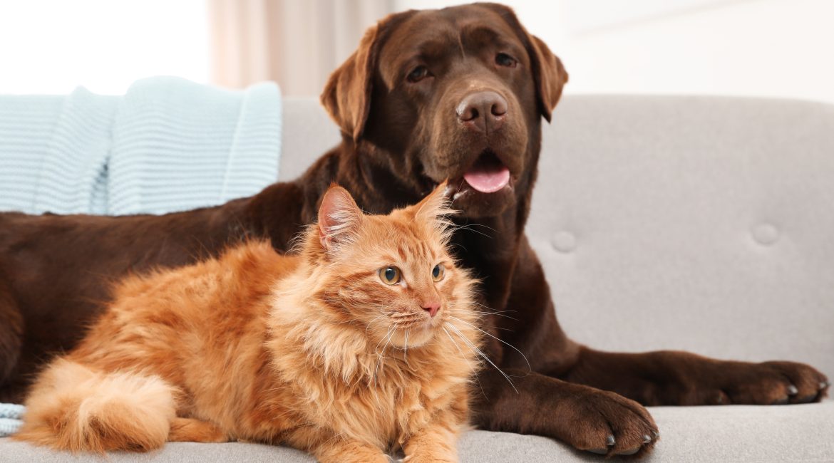 pet health insurance