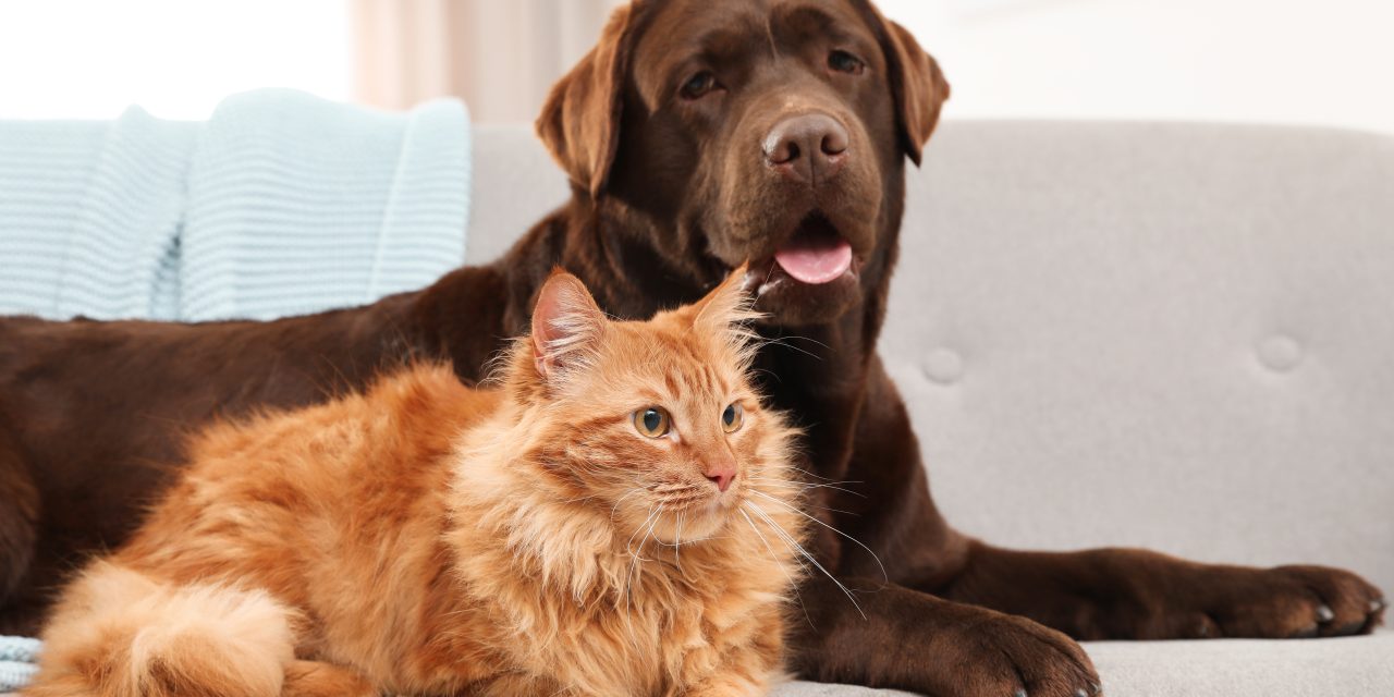 Pet Health Insurance: The Difference Between Accident and Illness Cover