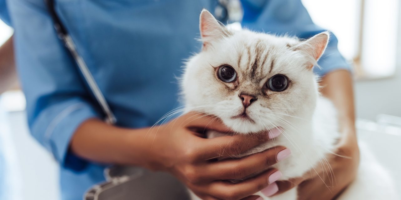 Chronic care for pets: Caring for your pet with a chronic illness